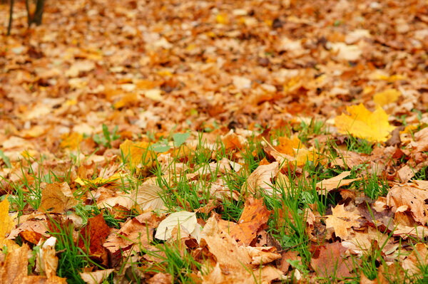 Gelbe und orange Herbstblätter auf dem Boden